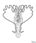 octopussen - inktvis Afdrukbare Kleurplaten